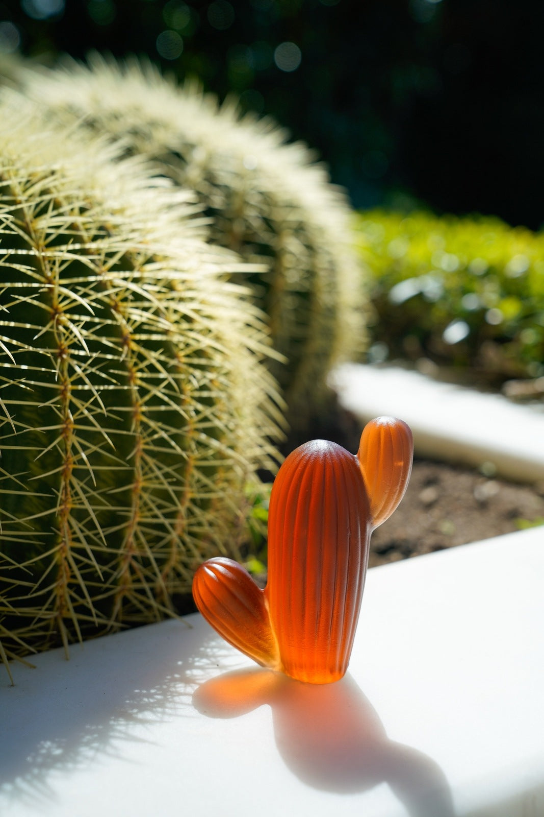 Mini Saguaro Cactus