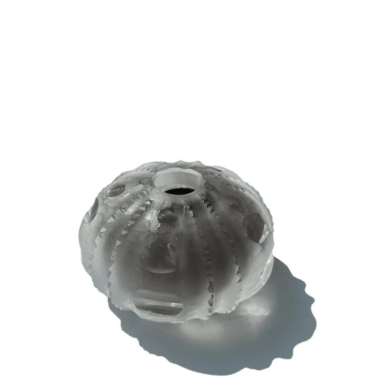 Sea Urchin Vase